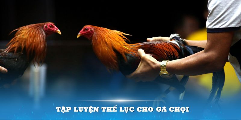 Tập luyện thể lực chính là mấu chốt trong cách nuôi gà chọi