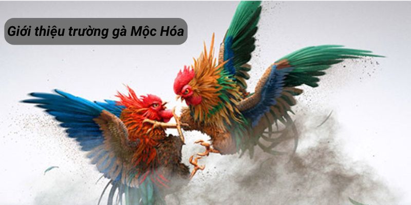 Giới thiệu sơ lược trường gà mộc hóa - tụ điểm ăn chơi khét tiếng